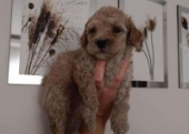 Toy  poodle 3 aylık